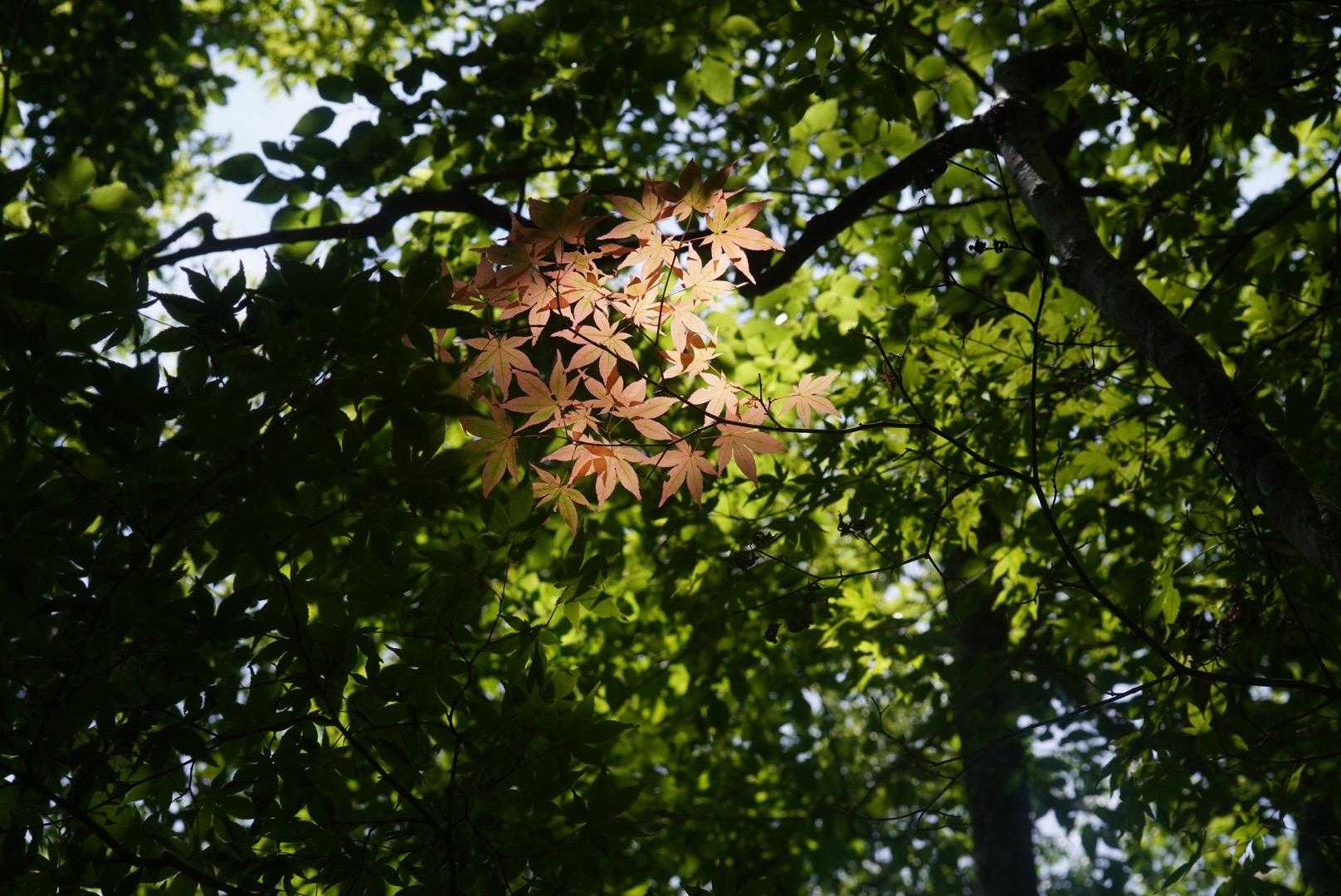 🍁