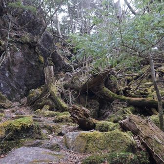 森の精霊が🧚🧞‍♀️🧞🧚‍♀️いそう