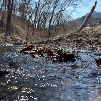 結局、カタクリもまだまだ…
川がキレイだったからパシャっと😆