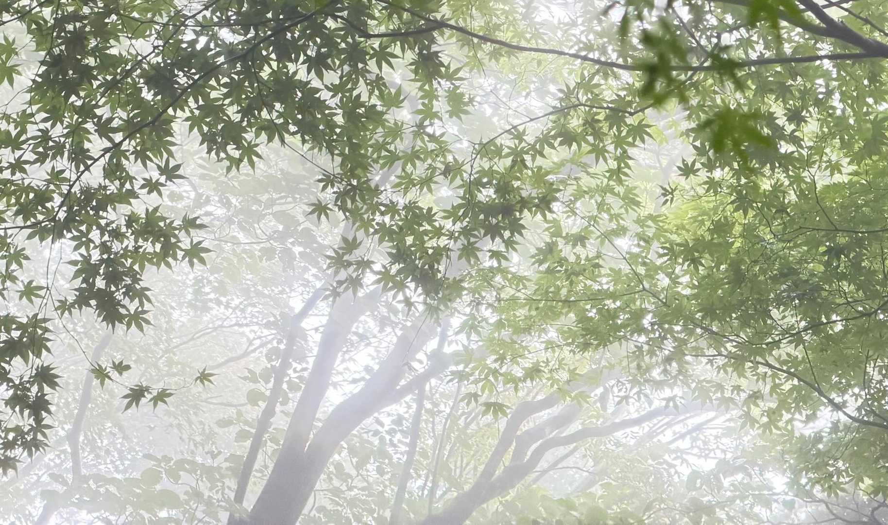 塔ノ岳大倉尾根コースの写真