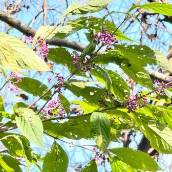 来た道を下り始めると、たわわに実をつけたムラサキシキブ 