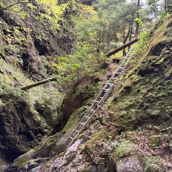 滝って観光客が整備された道で観に来るイメージだけど、ここはガチの登山道でした😆