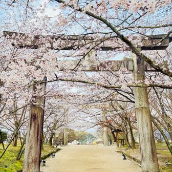 参道の桜も間もなく満開です😁