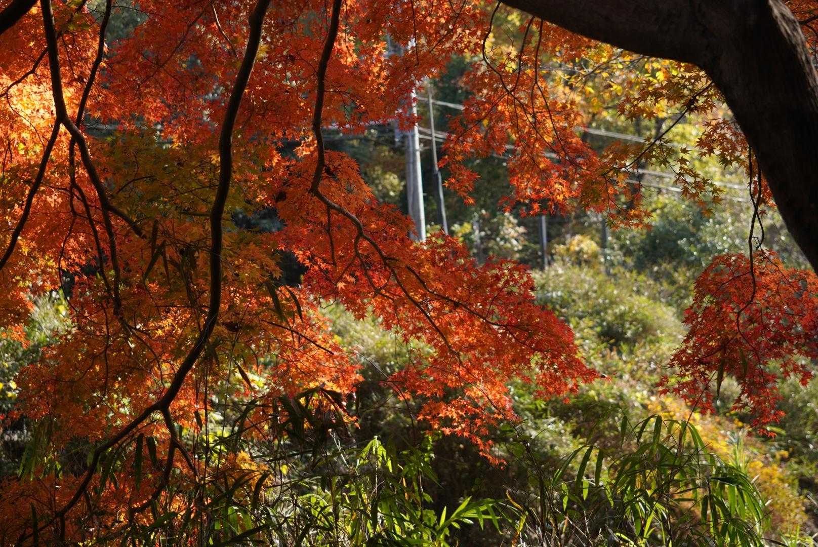 川沿いのモミジ
午後からの光でまた違った感じ