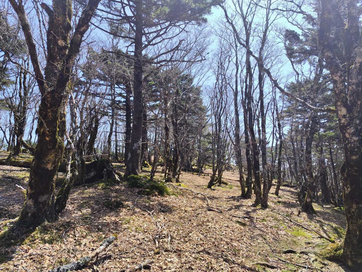 5座目の日裏山の山頂もよく分からず…
振り返って、真ん中の小高い辺りだったのかも