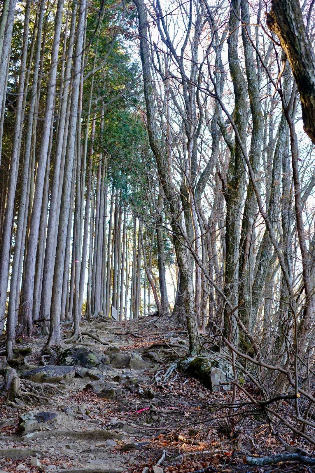 古里駅-大塚山-御嶽神社-御岳山-滝本駅-ケーブル下バス停 縦走コースの写真