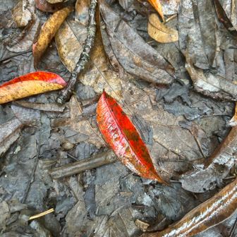 茶色のグラデーションに、真っ赤な落ち葉