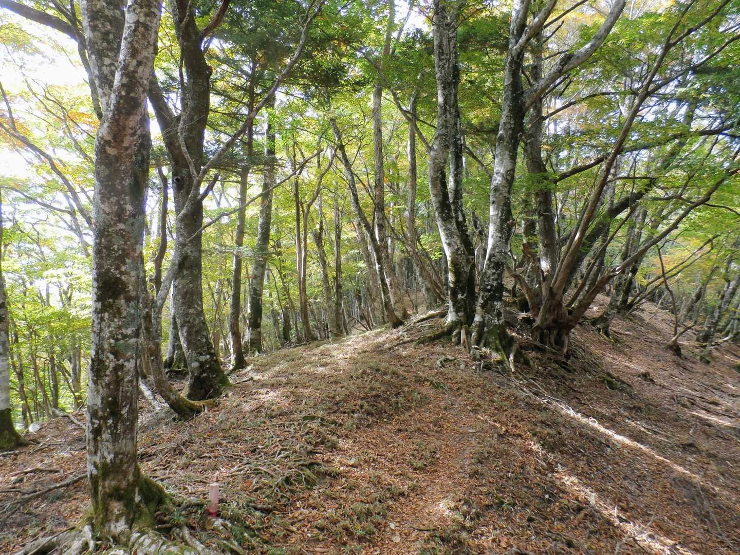 勾配の緩やかなブナ林に
岡山の毛無山の黄葉もそろそろ