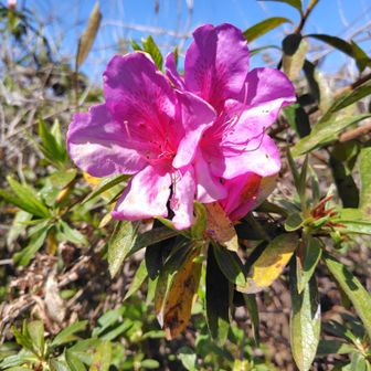 ツツジが早くも咲いていました