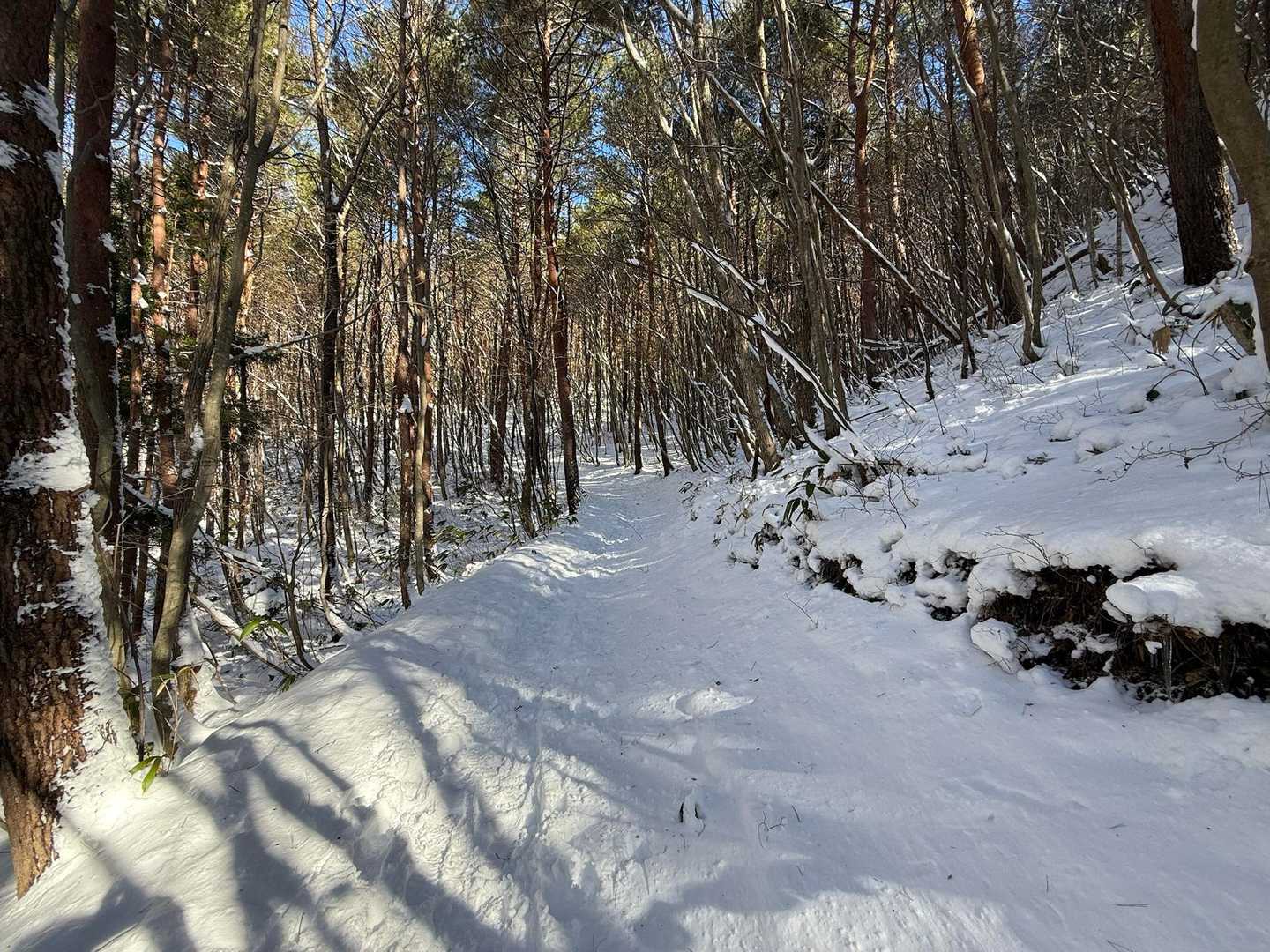 ここ数日、寒気が来ているので雪が積もりましたね