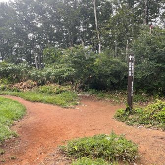シャクナゲ平到着
木々の間からは白っぽいのが😂