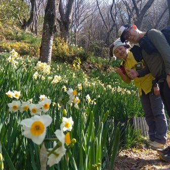 はい、やって来ました！
本日のメインスポット『かしわら水仙郷』です✨
地元の方にお伺いすると、まだ四分咲きらしいです😊
それでも、美しいですよー👍️
