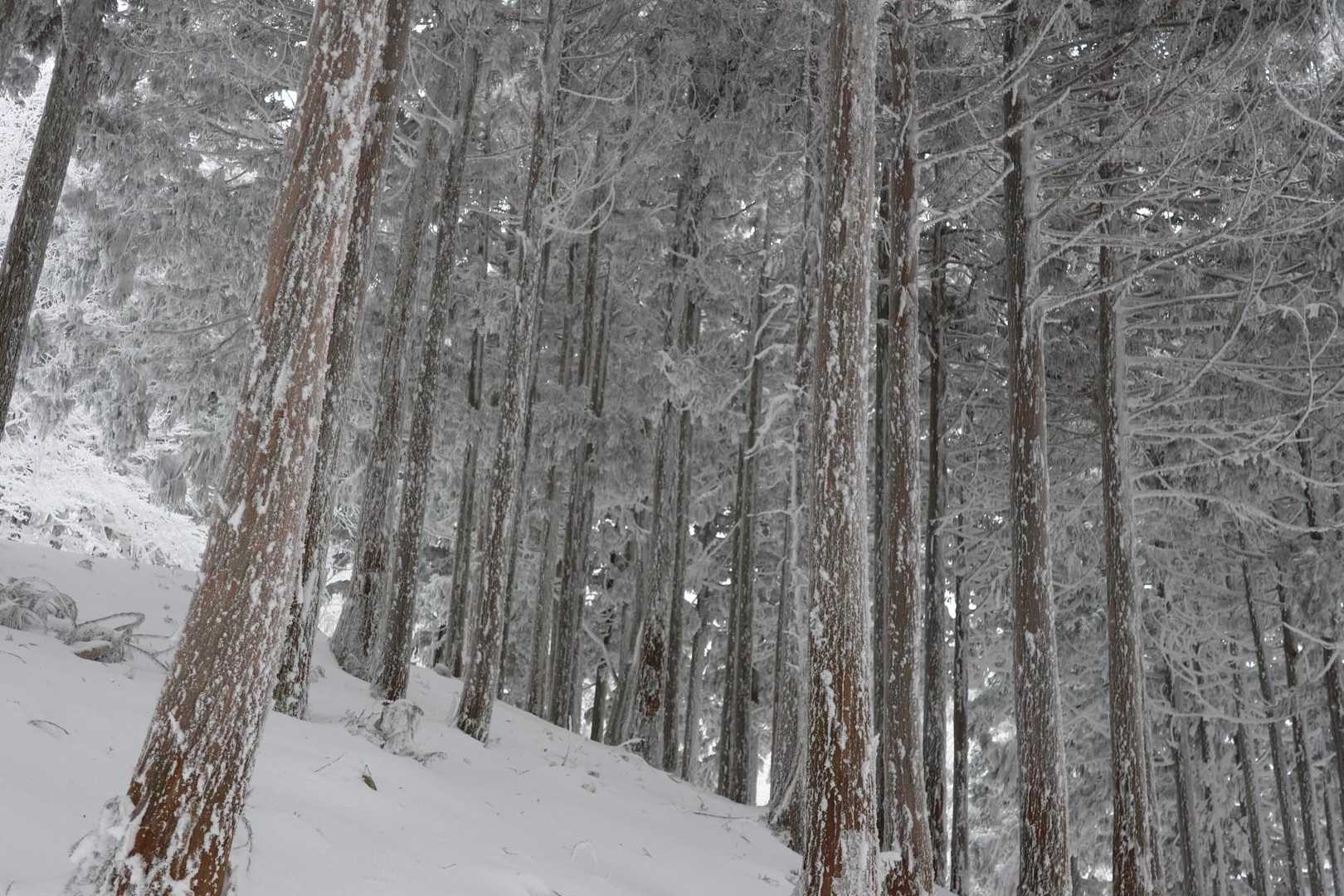 整然と並ぶ杉の林
