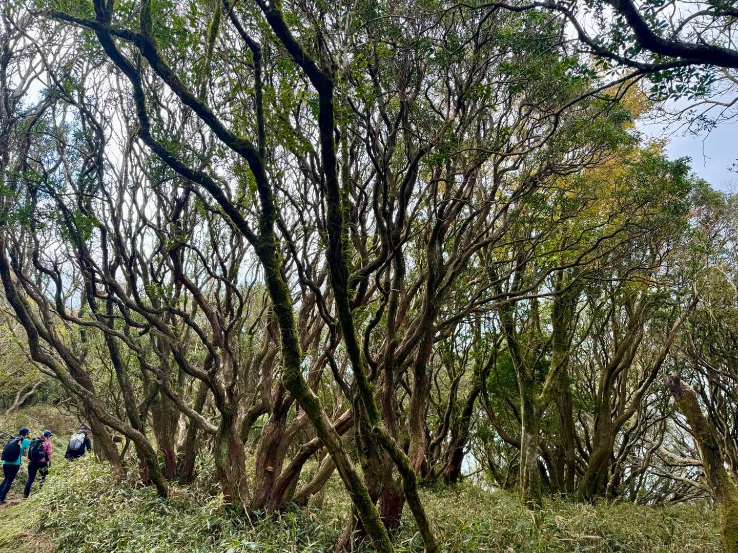 あせびの木🌲かな？
