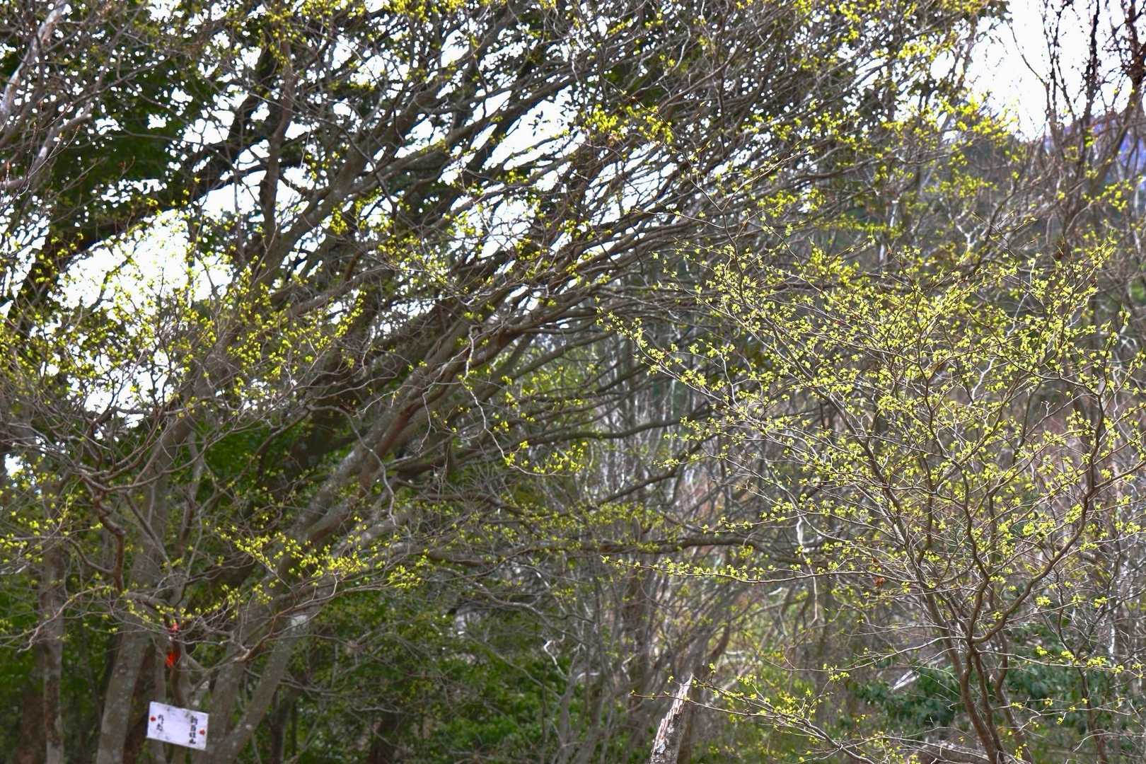 黄色い華が山道を彩りますよ〜🤩