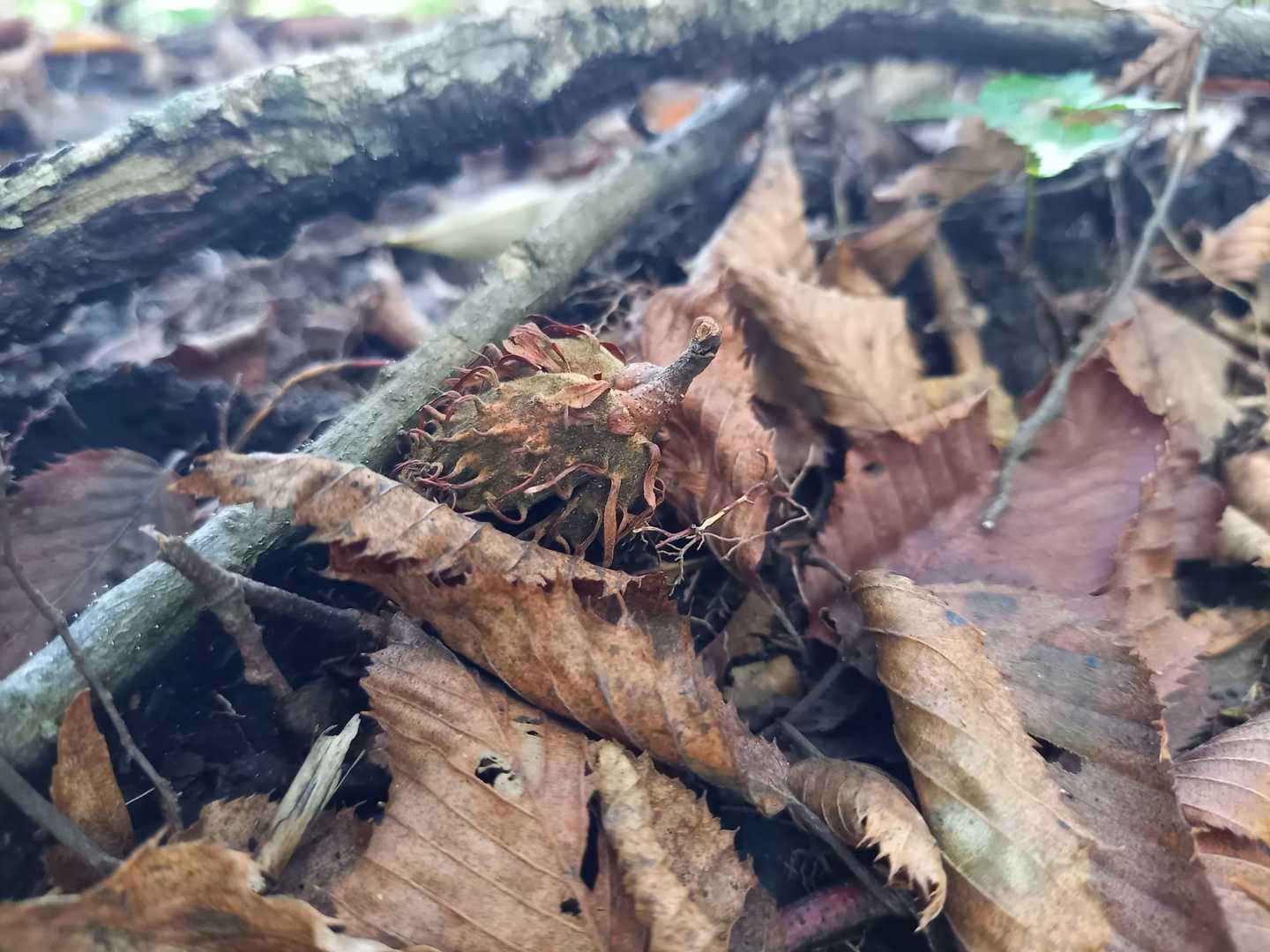 ブナの実
意識して見つけたのは初めてｶﾓ👀
