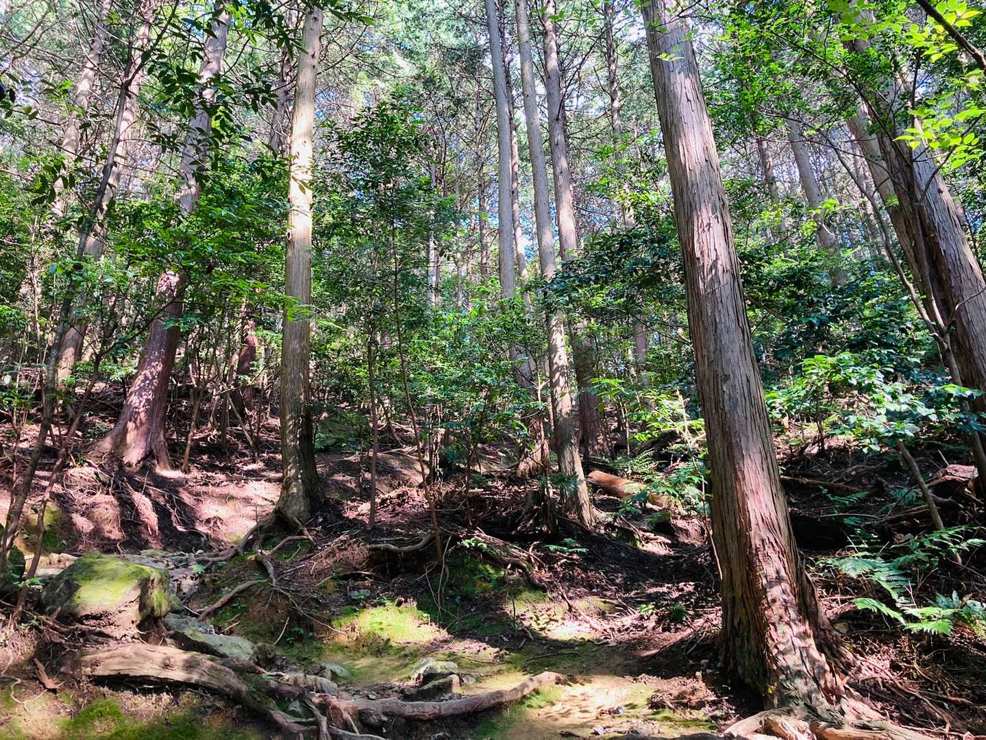 樹林帯の裏登山道は所々急登があります💦