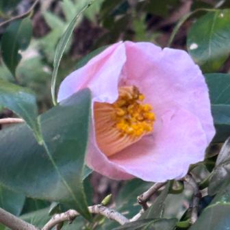 フォトジェニック椿ちゃん🩷
雄蕊が行儀良い。