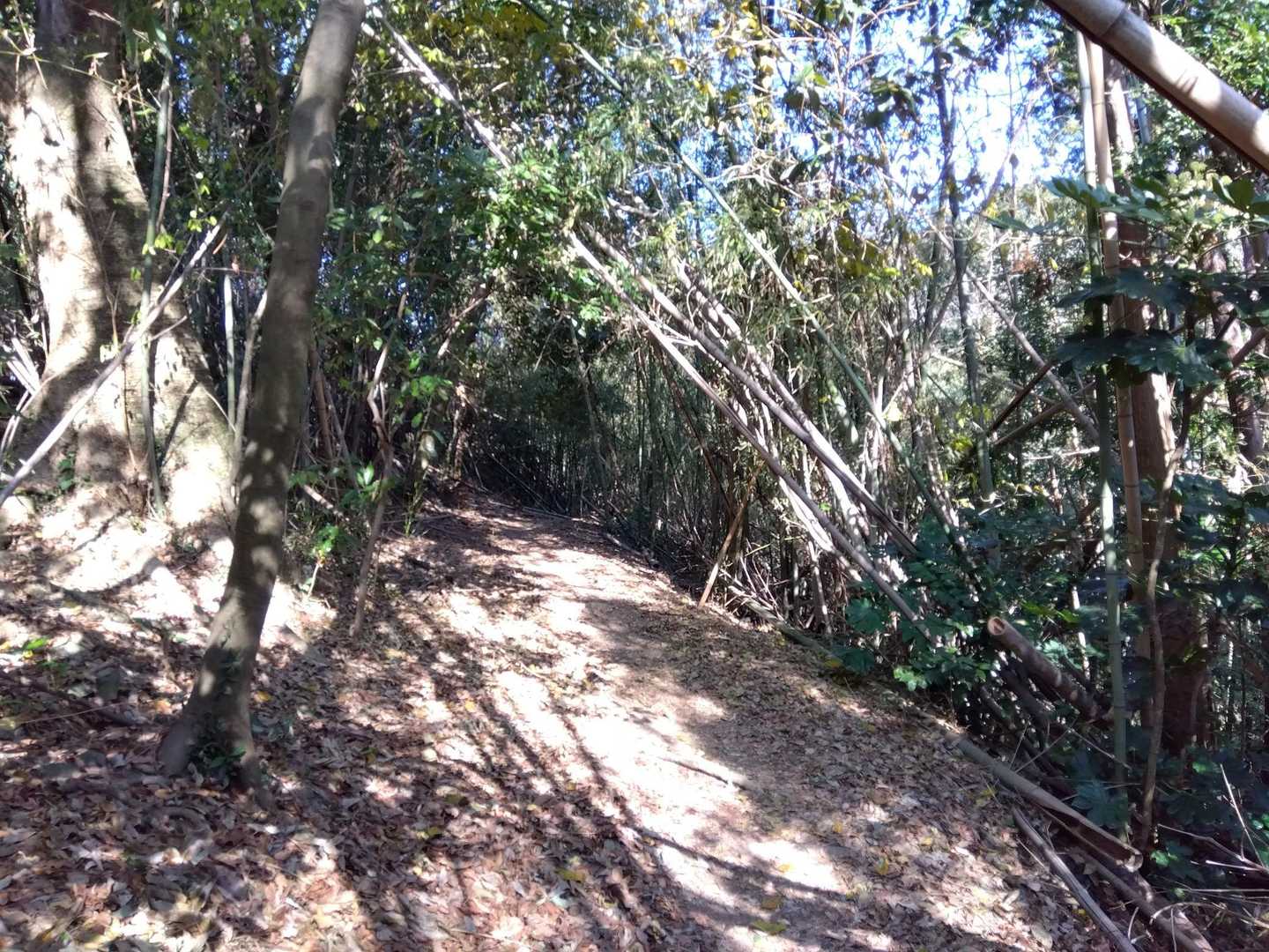 細い竹林のトンネル道です