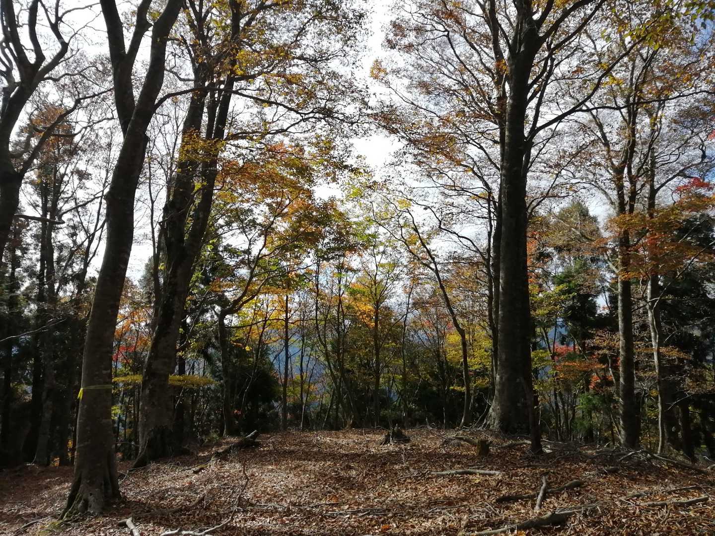 こちらもいい森～🌲🍁🌲