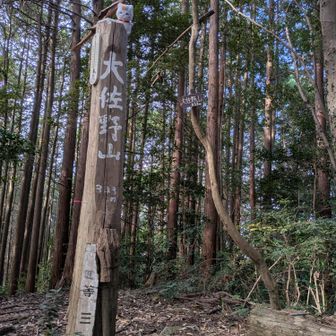 大佐野山山頂🎶
ここも展望はありませんが登った達成感で気持ち良いです