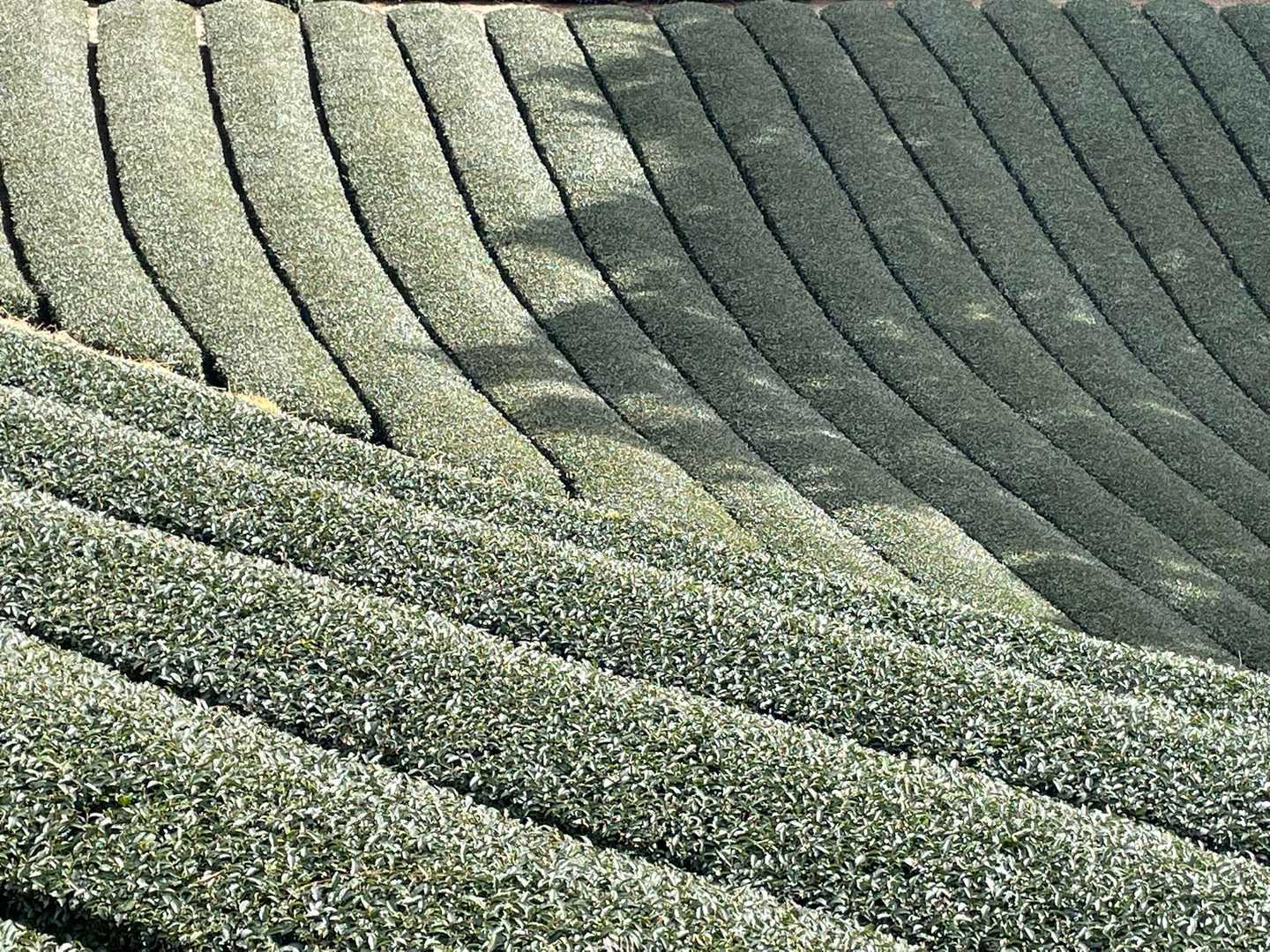 綺麗に刈られた茶畑はイイ
I❤️静岡
