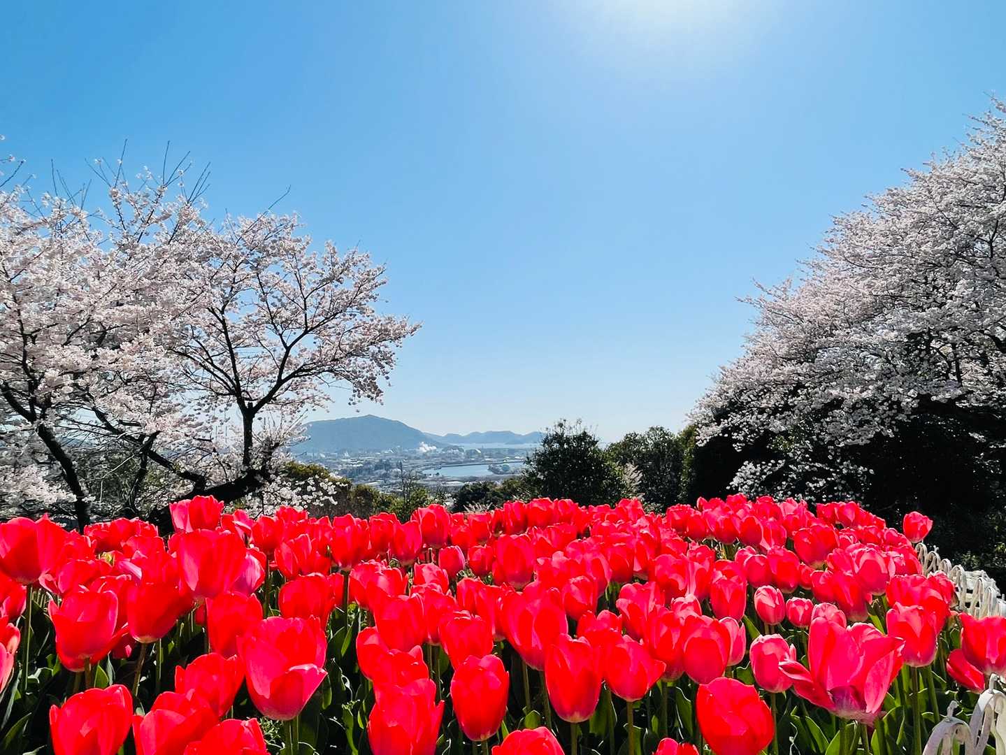 🌷と🌸のコラボ✨✨
素晴らしいです😭