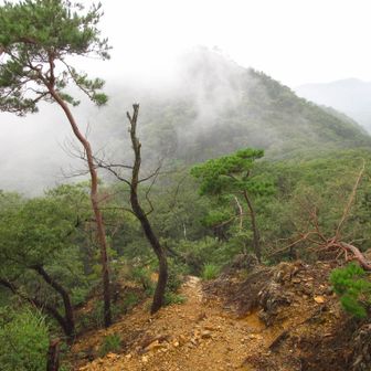 下りの登山道[紫山分岐～本経寺分岐]
目の前は天狗山。