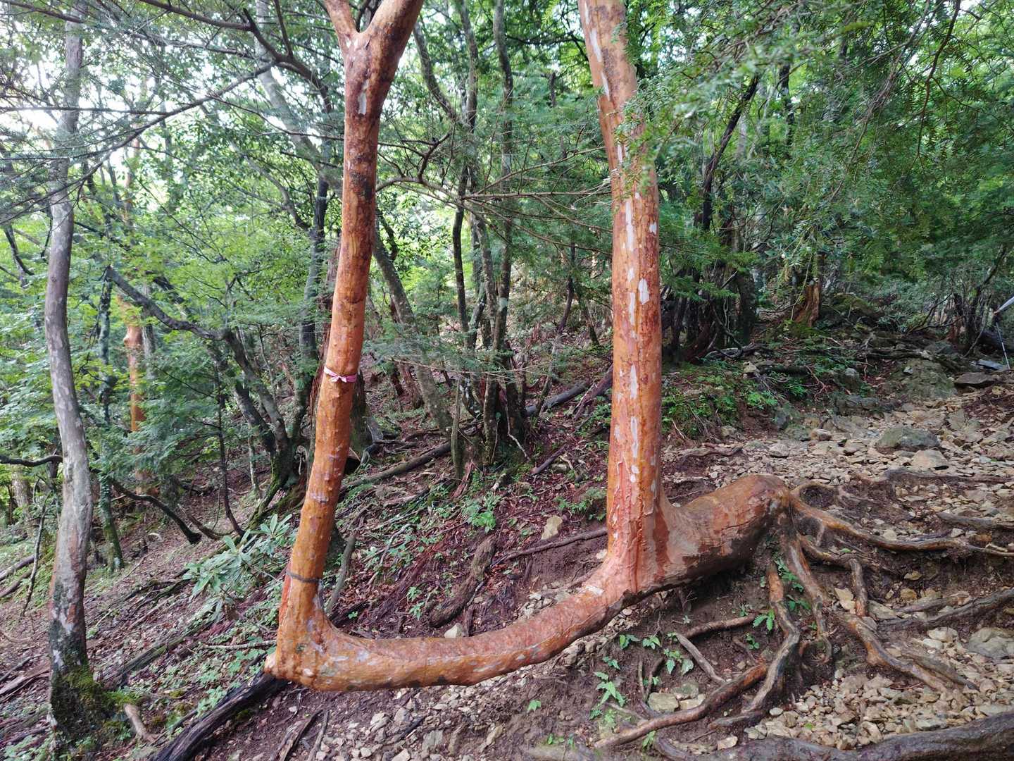 腰掛けるのに良さそうな木🌳
帰りは膝が痛かったので座って
休憩しました🤭