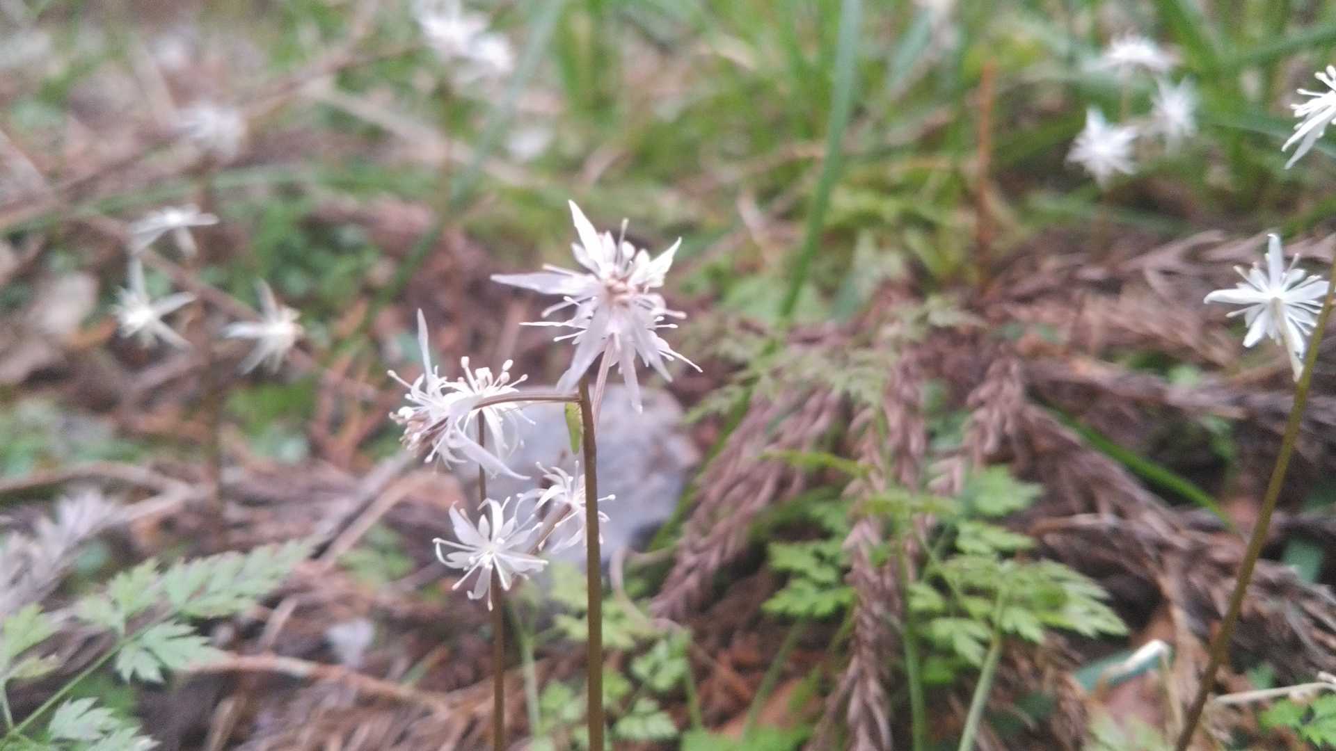 両性花