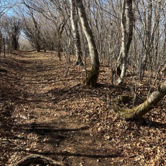 🦌がしんでた（よく見るといます）