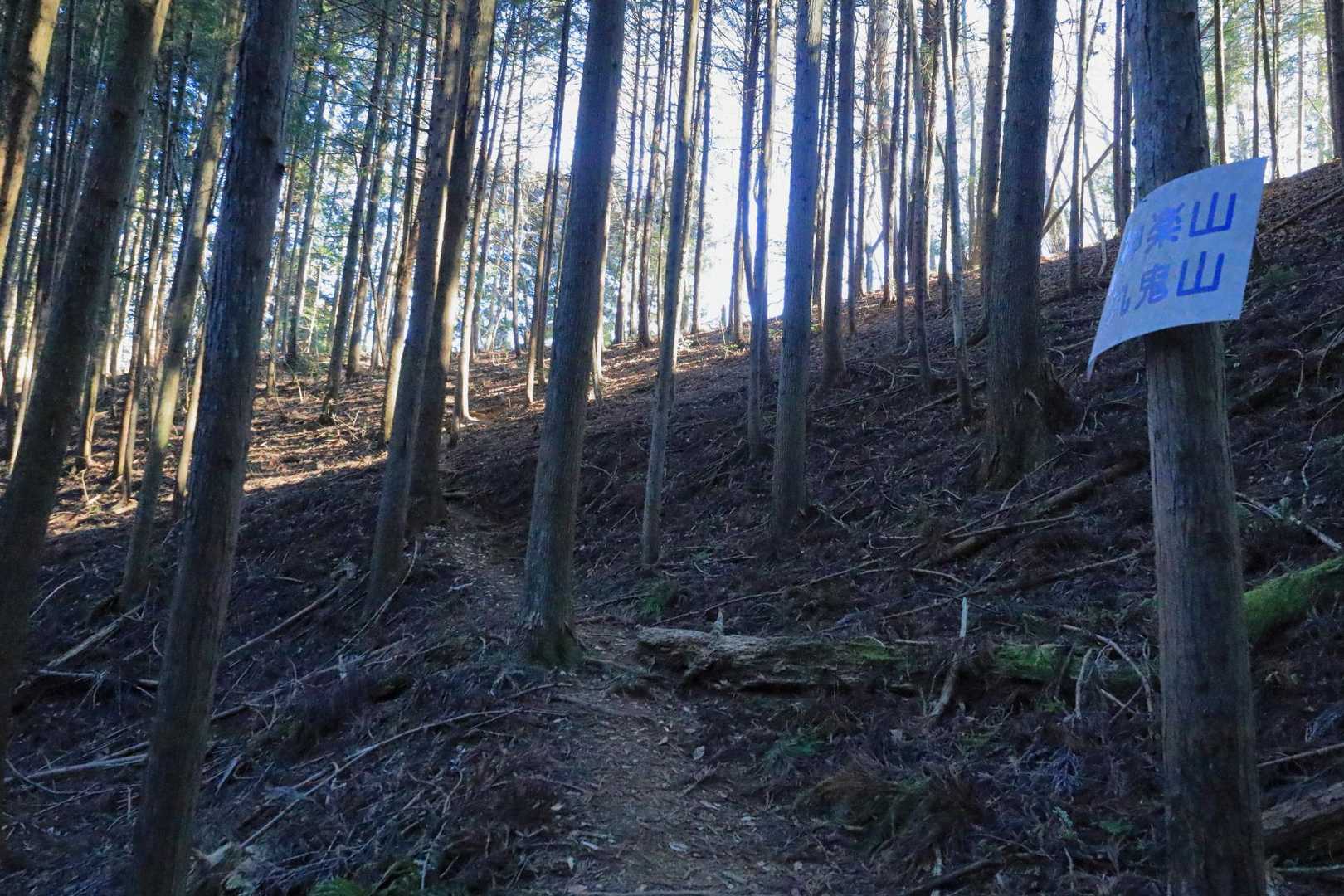 最初は薄暗い植林帯を登ります。