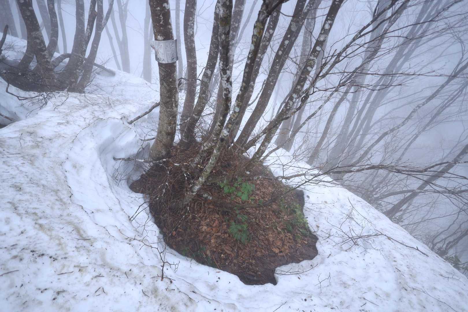水場⇒
積雪渓谷部へ下りるのかな？回避