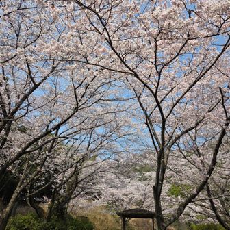 ポケットパークの桜
