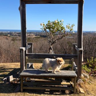 バラがたくさんあるみたい、次は最盛期に☺️