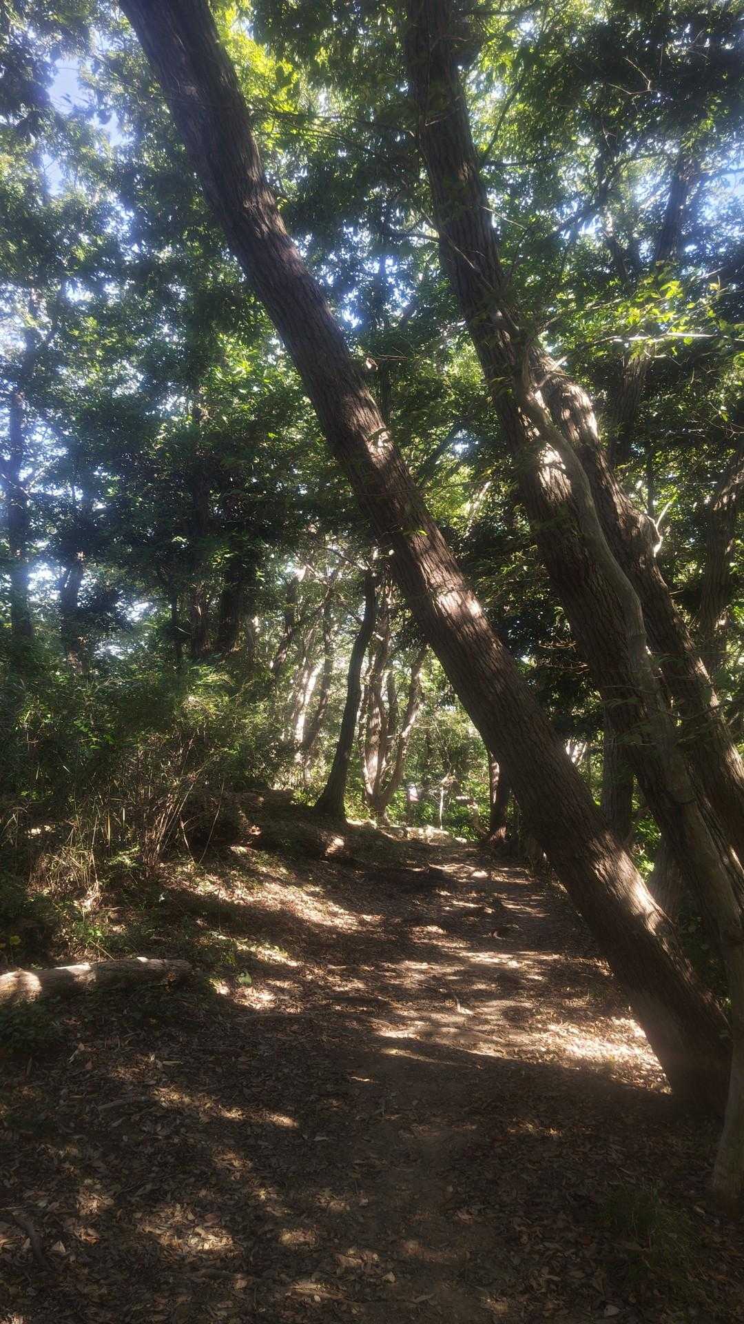 気持ちいい道のりですが気分は大取引先の接待のよう。