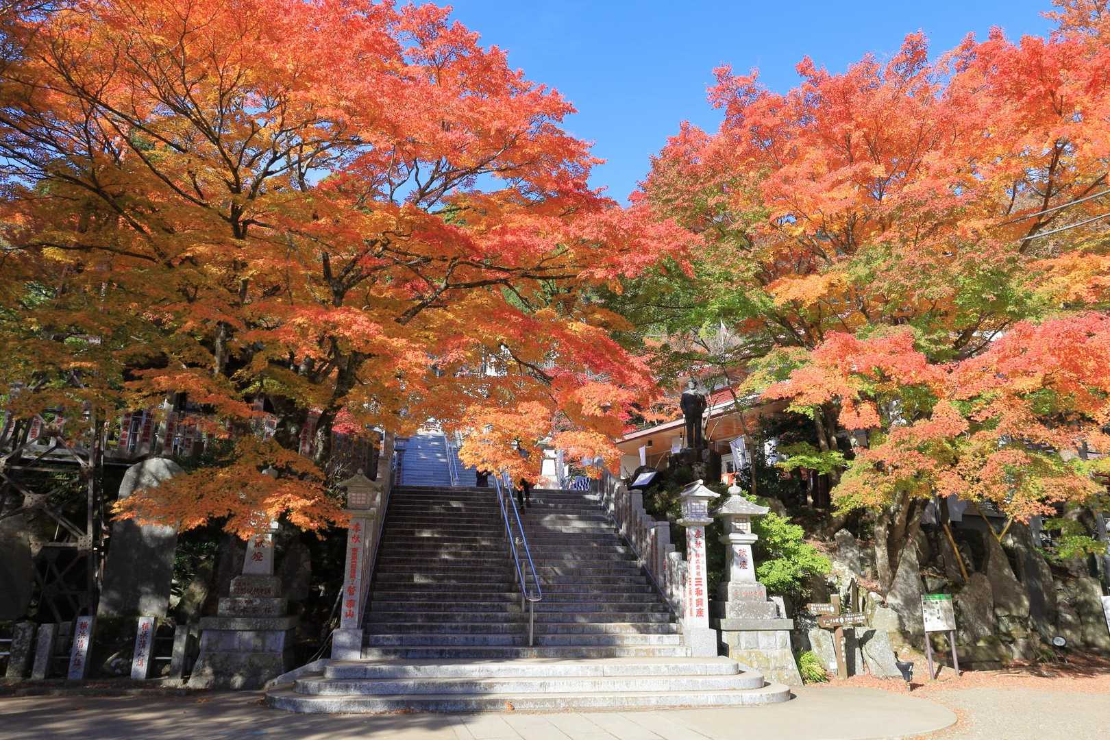 青空に映える橙色の葉が素晴らしい！