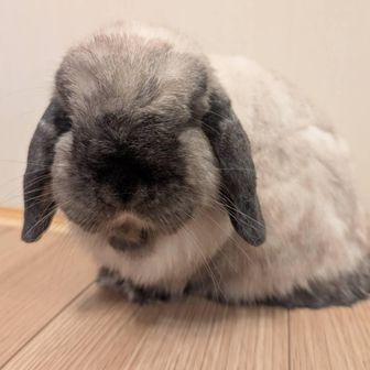 モコ太郎