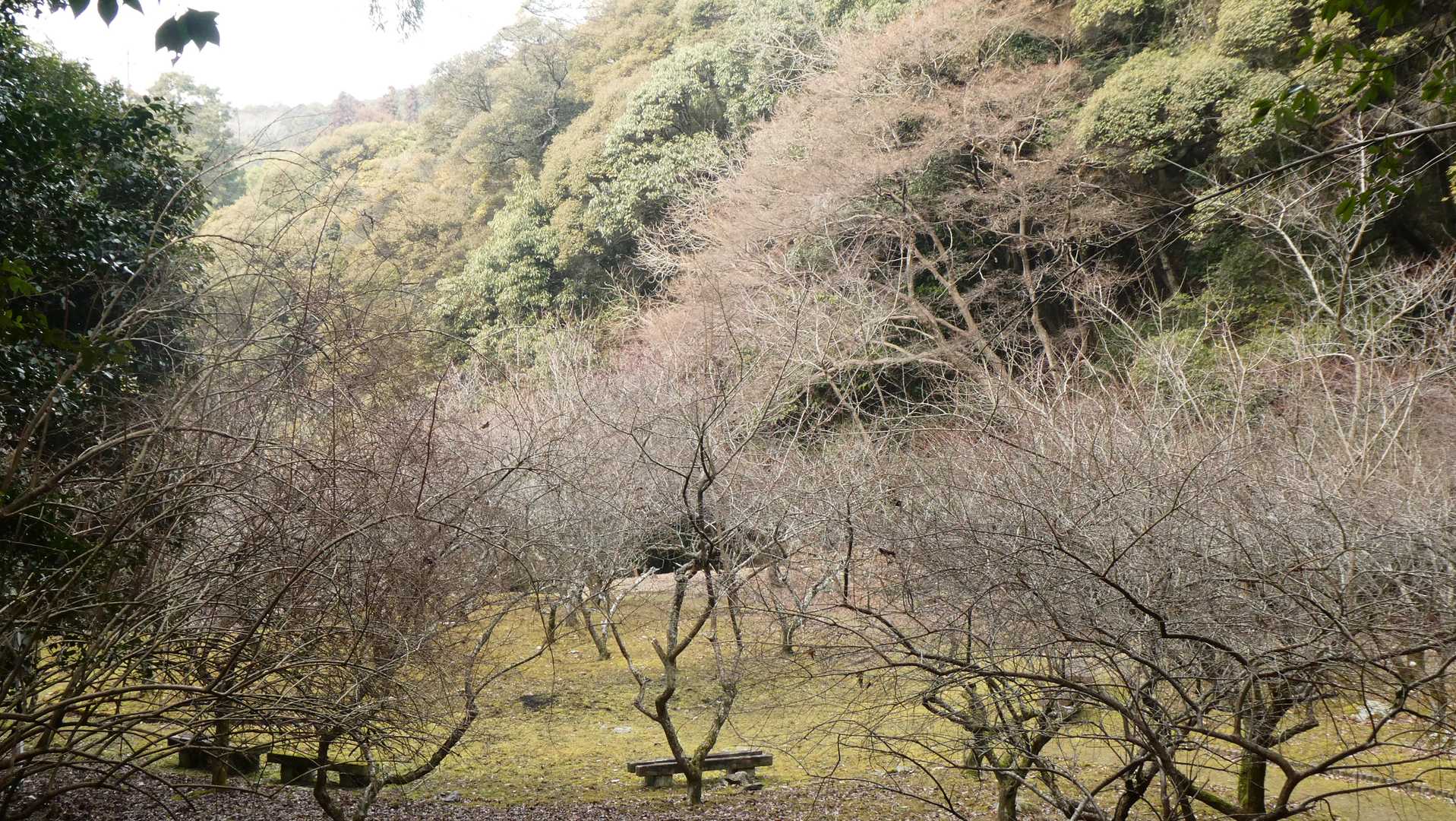 梅林を遠目で見るとこんな感じ。
見頃はまだ先。