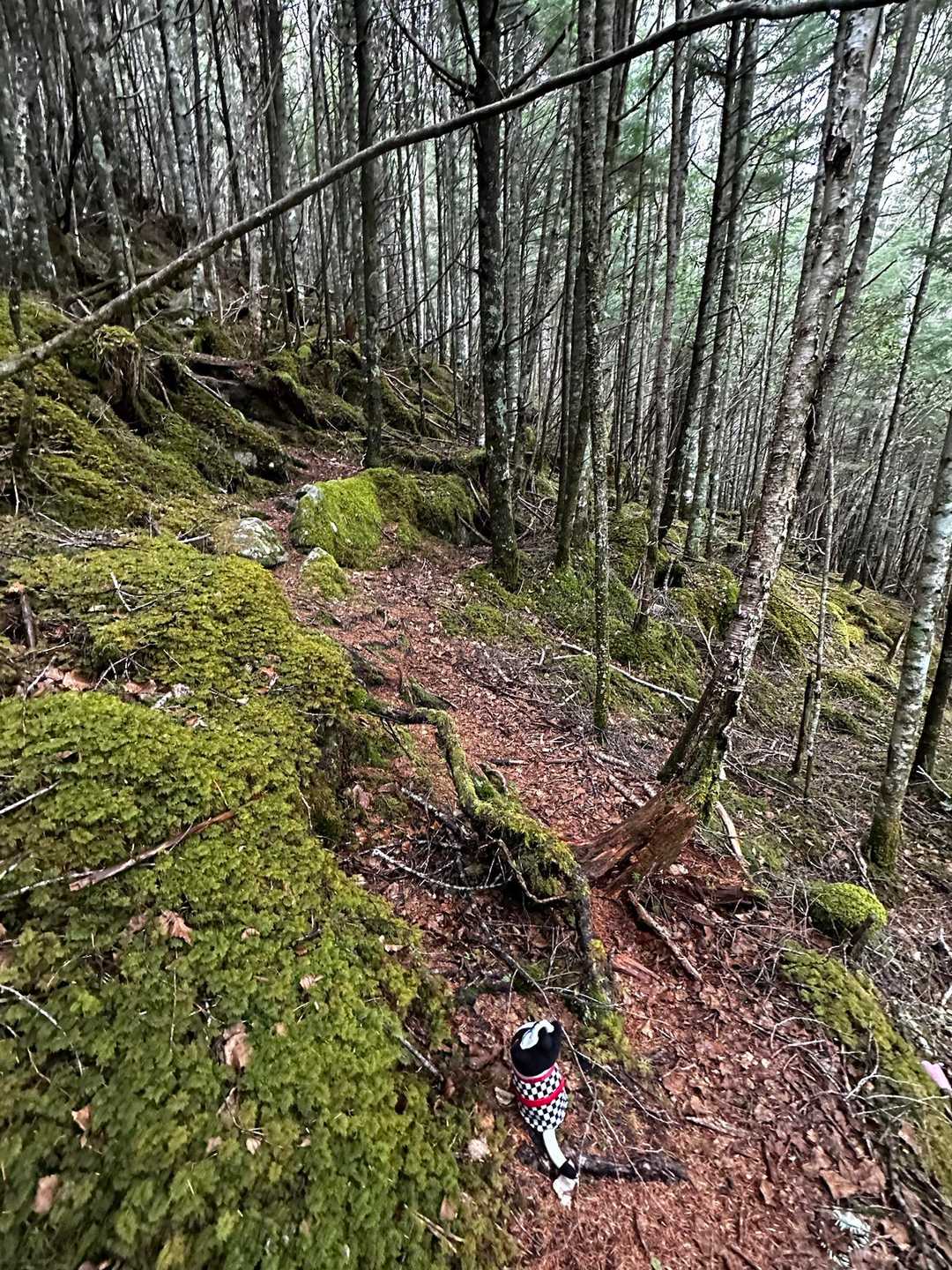 小川山 往復コースの写真