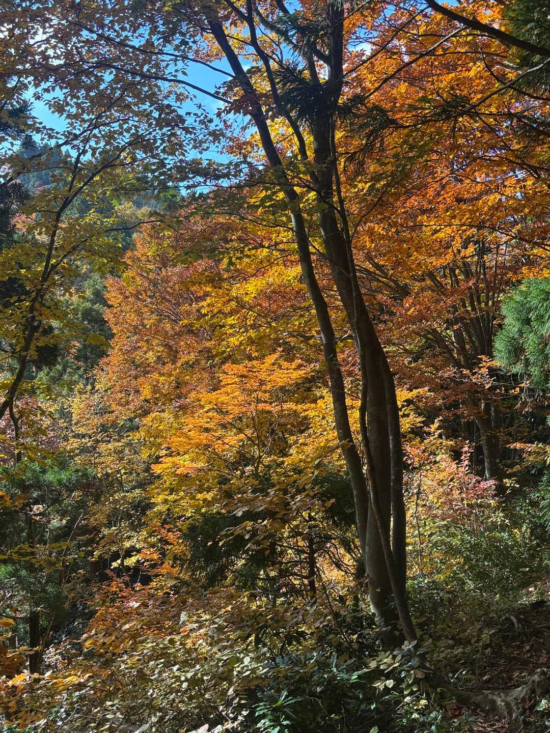 鳥越峠-大辻山 往復コースの写真
