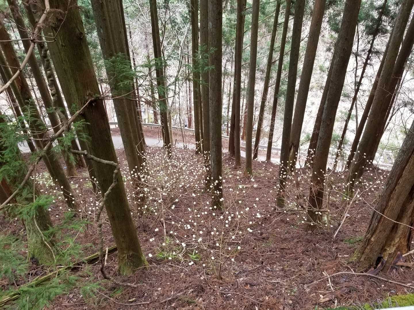 歩きながらも🌼