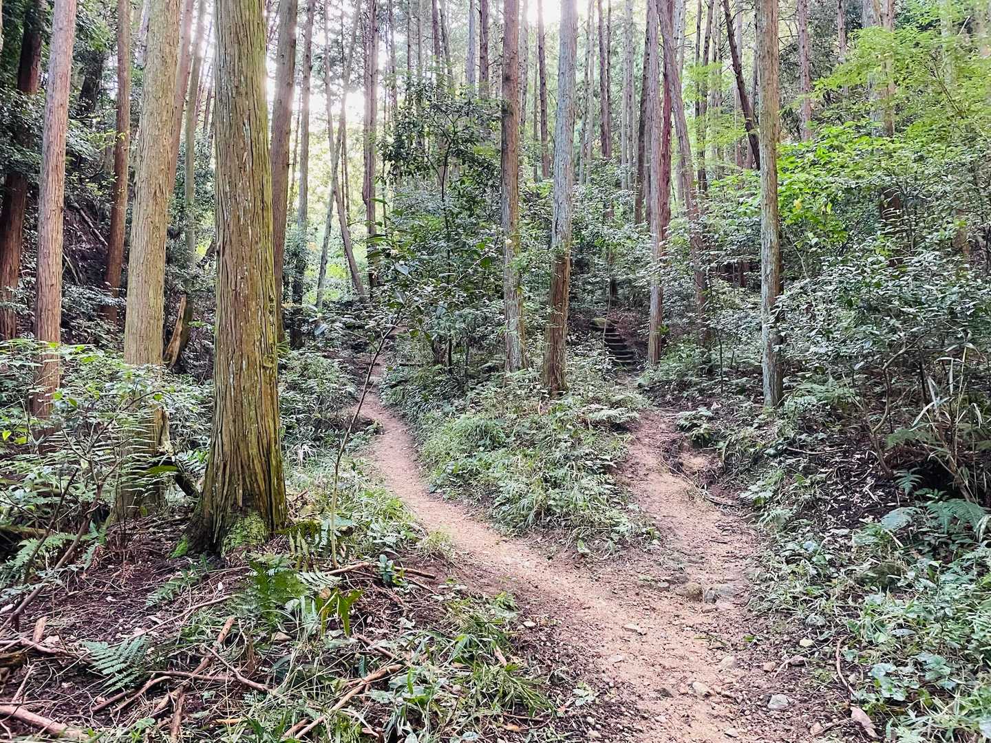 緩やかな道が続きます🥹
