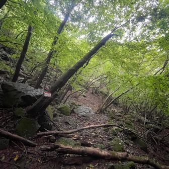 女岩の手前から 大明神の尾根へと
ゆる〜く 登れると良いな〜↗️