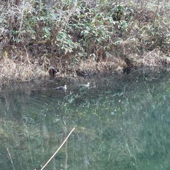 多分、🦆カモでしょうか⁈

🎶２羽が仲良く優雅に🏊🏼‍♀️スイミング中です🏊🏼‍♂️