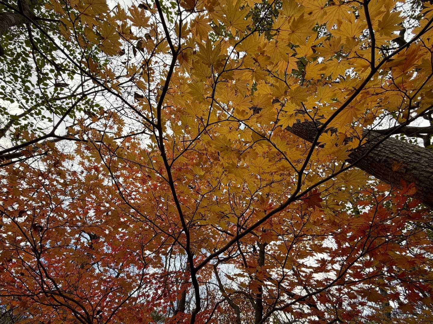 男池登山口-男池-ソババッケ-風穴-高塚山 往復コースの写真