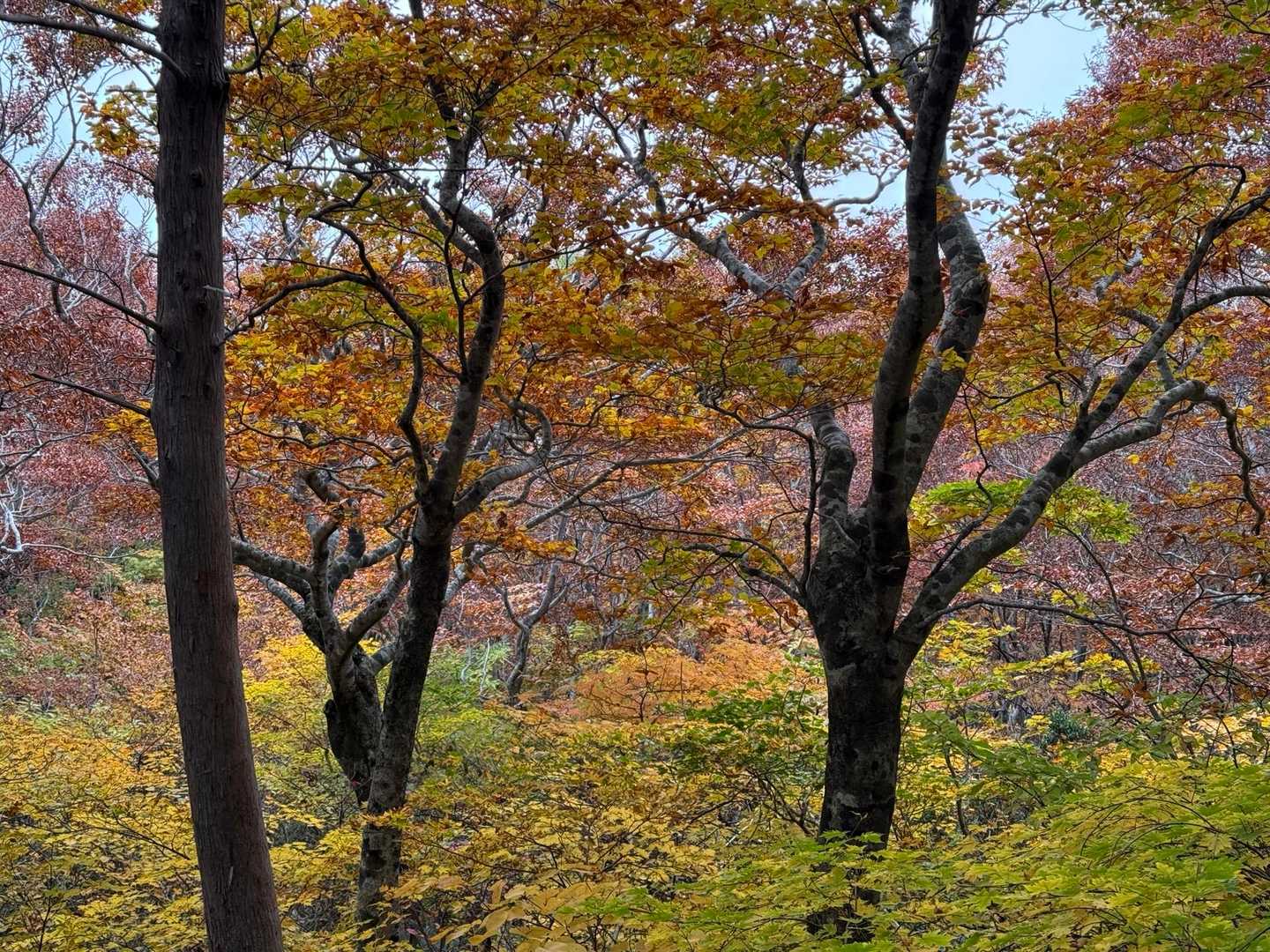 高畑登山口-高下岳 往復コースの写真