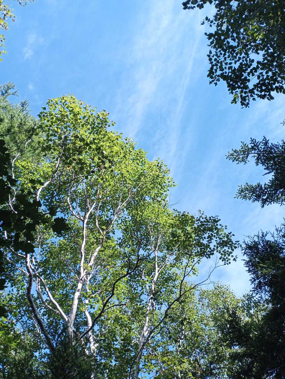 太郎山登山口-山王帽子山 往復コースの写真