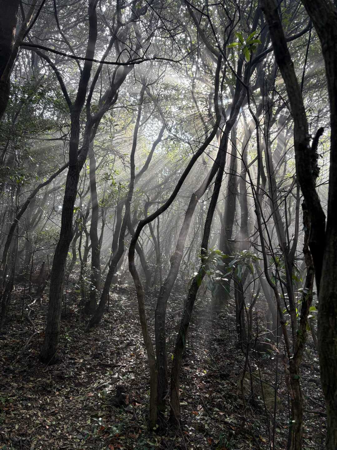 七ツ山ハイキングコース入口-七つ山-すり鉢山 往復コースの写真