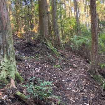尾根コースに上がり武田道へ